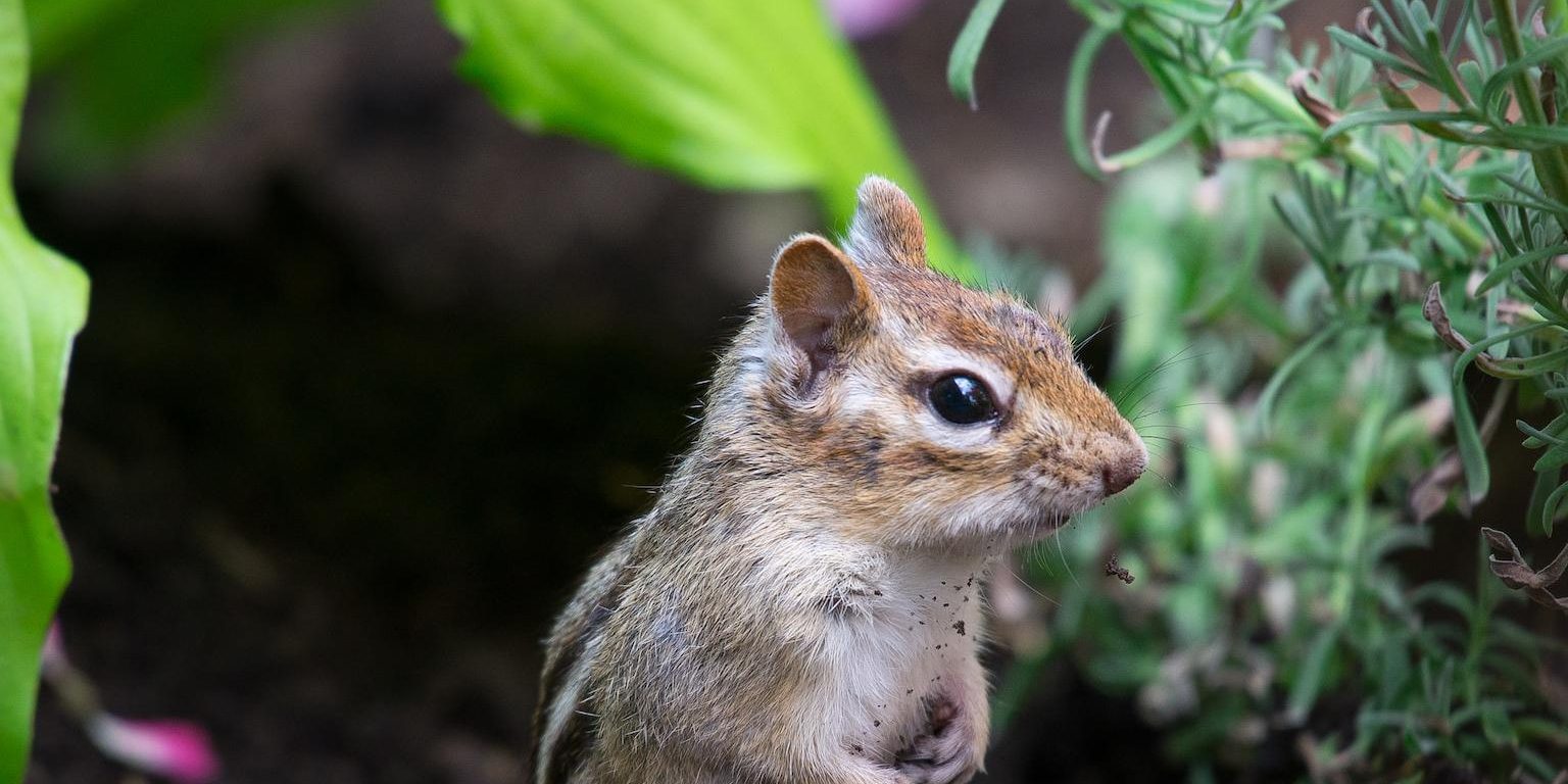 Как избавиться от грызунов на участке и не навредить огороду