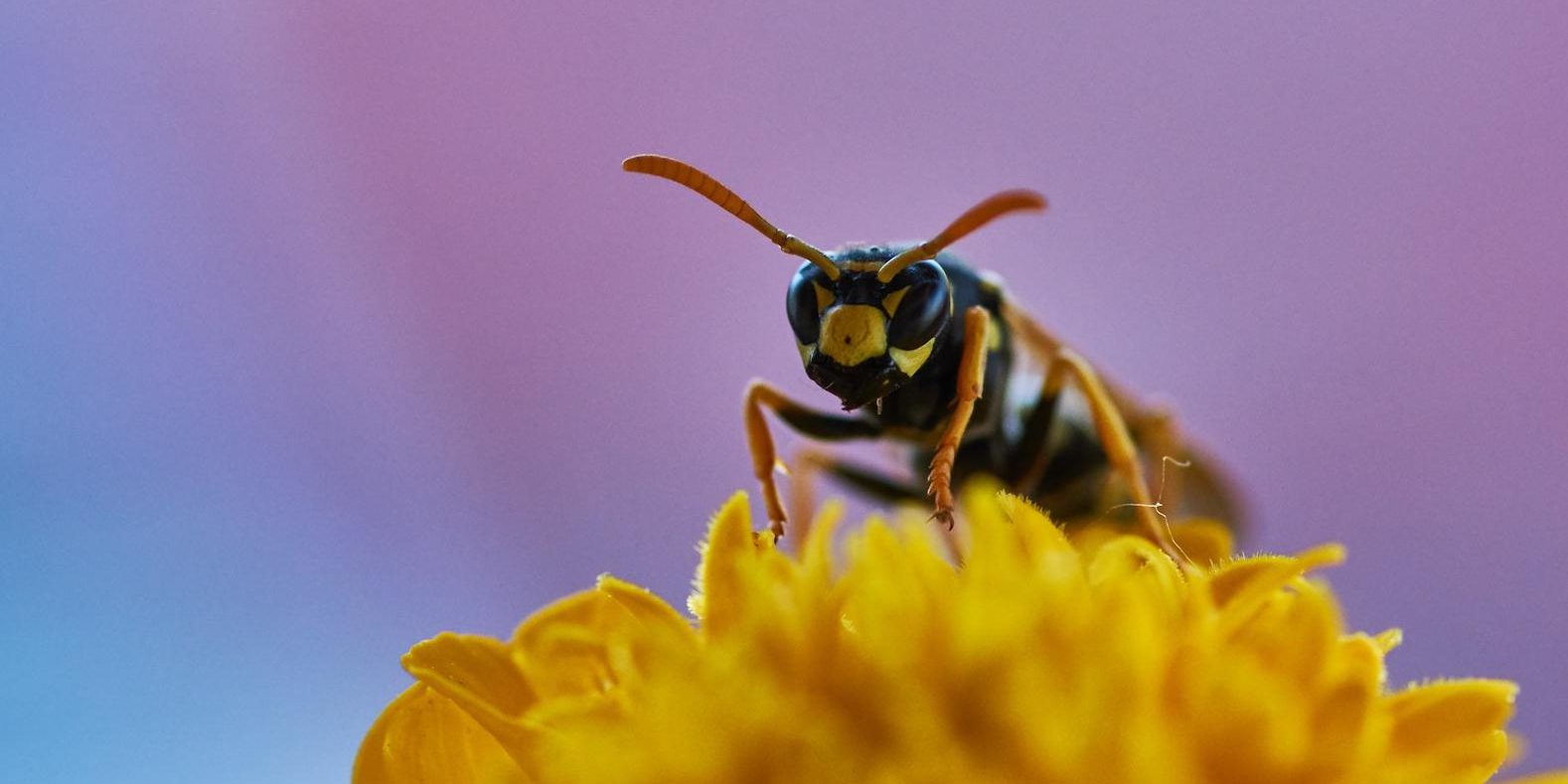 Как понять, какое насекомое вас укусило и как снять неприятные
