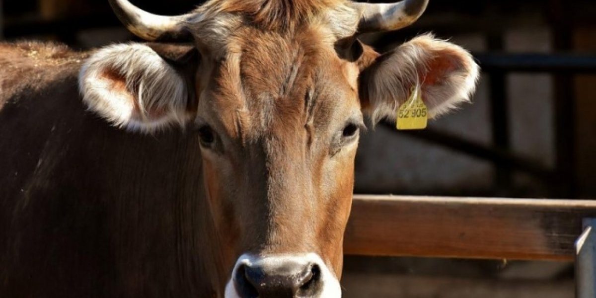 В Англии стали использовать коров для защиты древних строений от