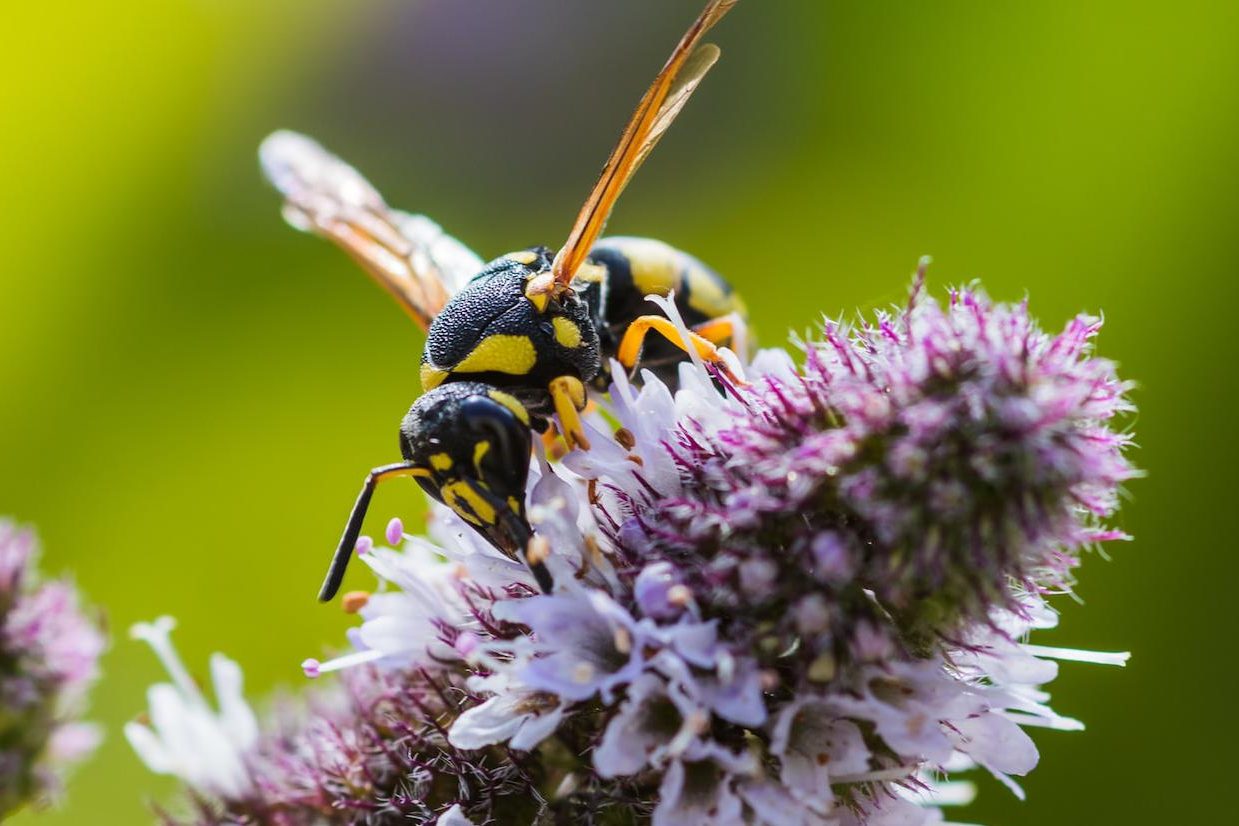 Дачные насекомые, которые могут быть очень опасны для ваших детей