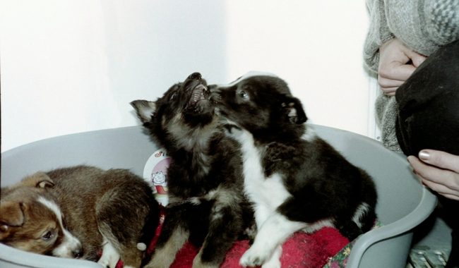 Пользователь Сети нашел в одеяле собаку – видео :: Видео