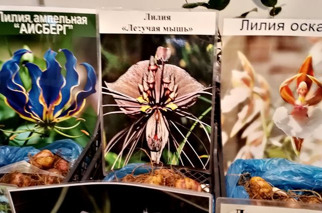 Фальшивые цветы за настоящие деньги. Как нас обманывают продавцы | Цветы | Дача