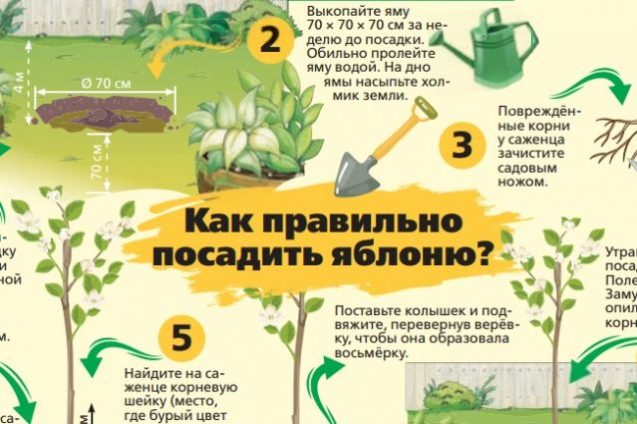 Как правильно посадить яблоню? | Сад | Дача