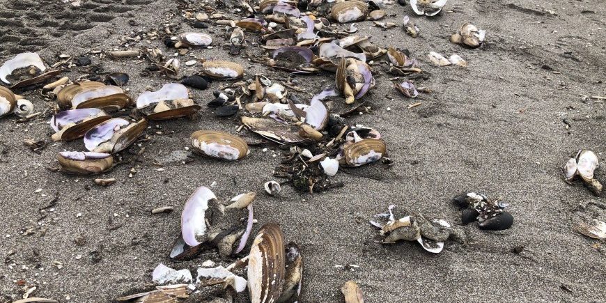 Извержение вулкана или выбросы с полигона: причины экологической катастрофы на Камчатке