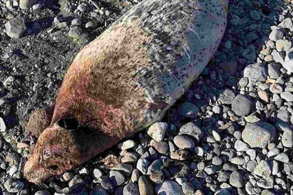 из-за отравленной нефтью воды пострадали десятки людей и сотни животных, новости Камчатки сегодня, подробности :: Общество :: Дни.ру