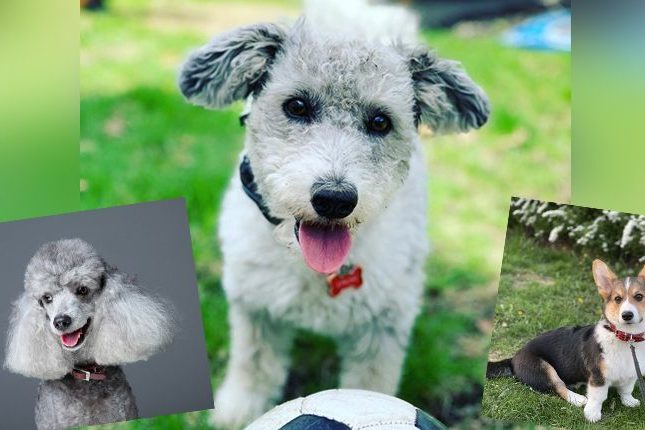 20 фото неожиданных гибридов пород собак
