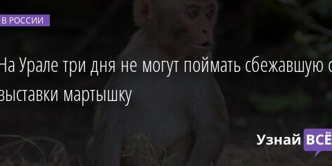 На Урале три дня не могут поймать сбежавшую с выставки мартышку 26.03.2021