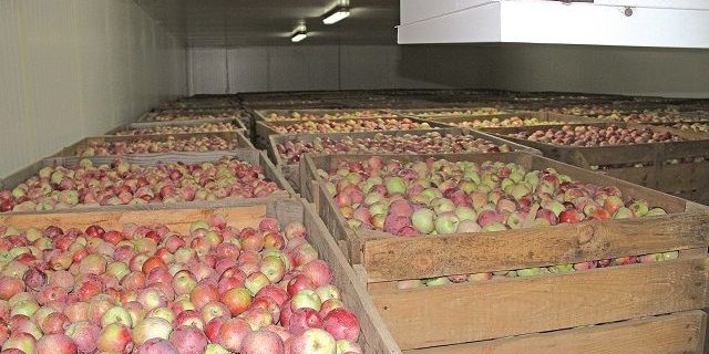 Россельхознадзор ввел запрет на ввоз яблок из Брестской области Белоруссии | Общество