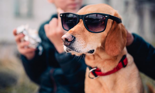 Маленький щенок родился без глаз из-за роковой ошибки хозяина