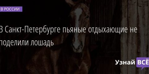 В Санкт-Петербурге пьяные отдыхающие не поделили лошадь 18.08.2021 | Новости в России