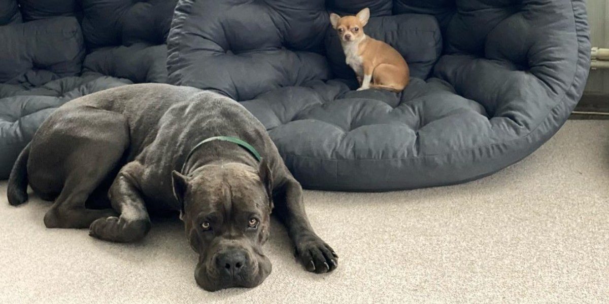 «Пенсионеры могут только мечтать»: царский обед собак с креветками и телятиной взбесил общественность