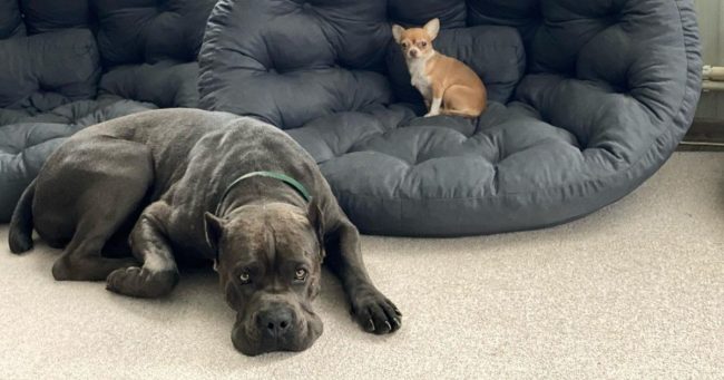 «Пенсионеры могут только мечтать»: царский обед собак с креветками и телятиной взбесил общественность