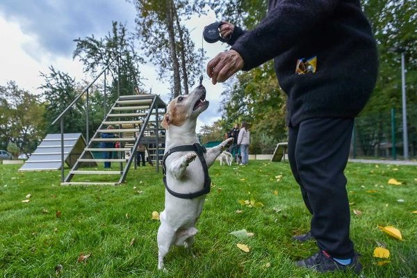 Эксперты поддержали создание новых собачьих площадок в Москве :: Общество :: Дни.ру