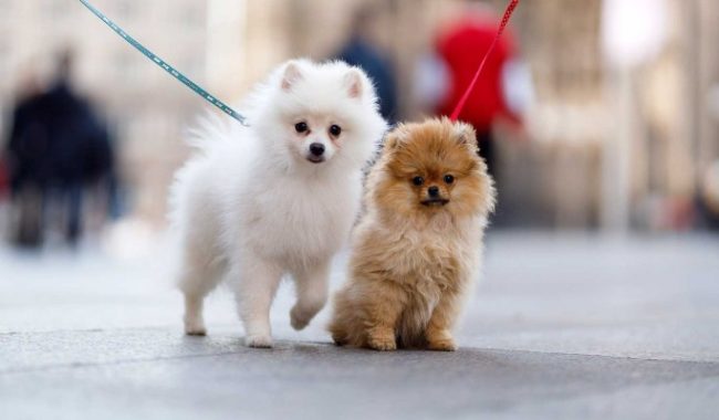 Правила выгула собак – генетические паспорта для питомцев :: Общество :: Дни.ру