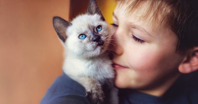 10 причин, почему у тебя дома должен жить кот