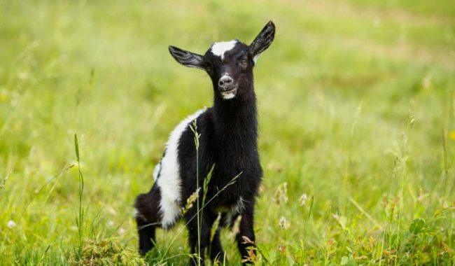 Видео с козленком на качелях взорвало сеть – новости, комментарии, видео :: Видео :: Дни.ру