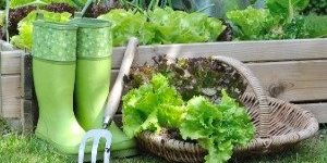 Как правильно выращивать зелень на участке, когда сажать и как ухаживать