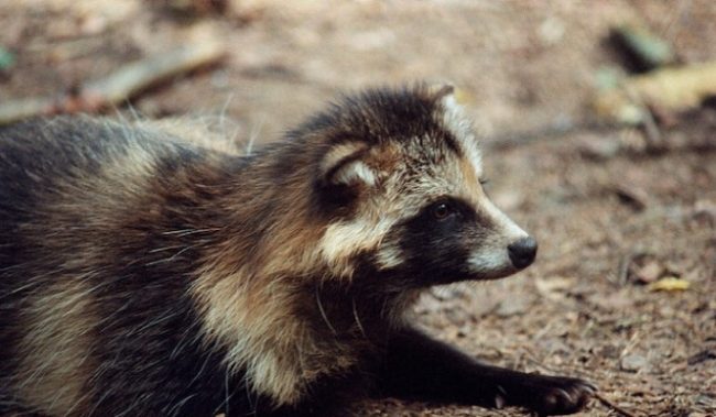 видео, смотреть онлайн, подробности, 2022 :: Видео :: Дни.ру