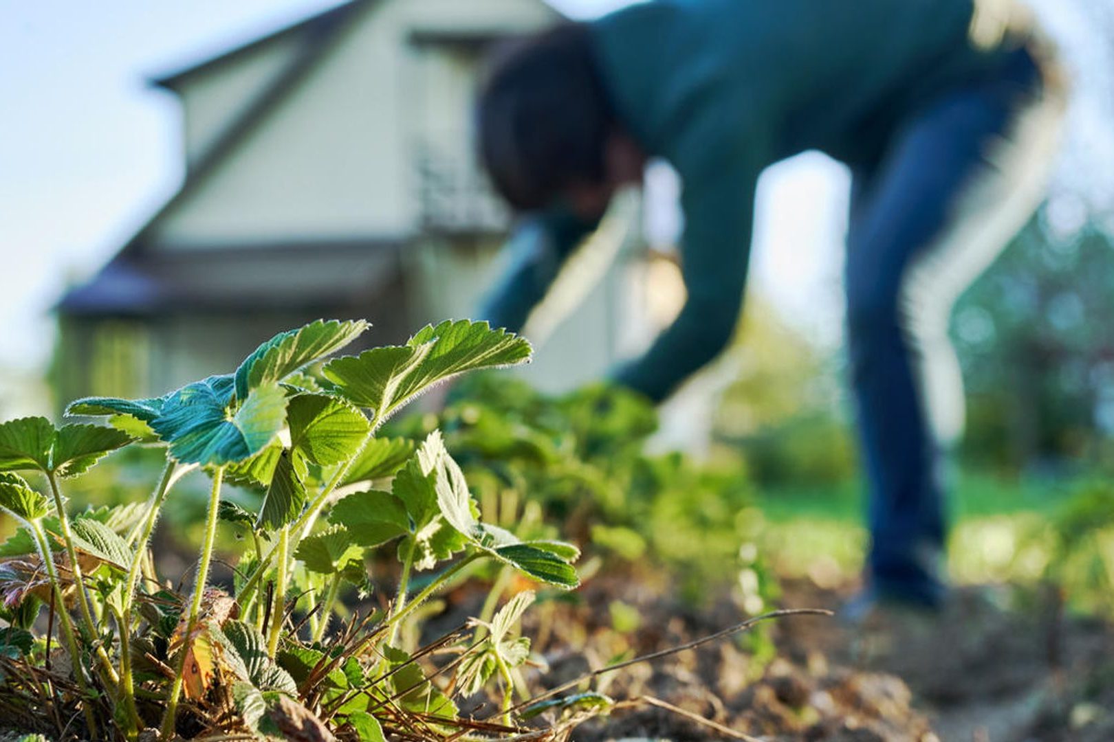 чем заняться на участке в первый раз