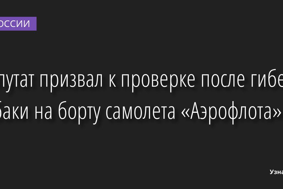 Депутат призвал к проверке после гибели собаки на борту самолета «Аэрофлота» 13.05.2022 | Новости в России