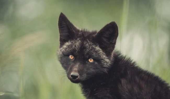 видео, смотреть онлайн, подробности, 2022 :: Видео :: Дни.ру