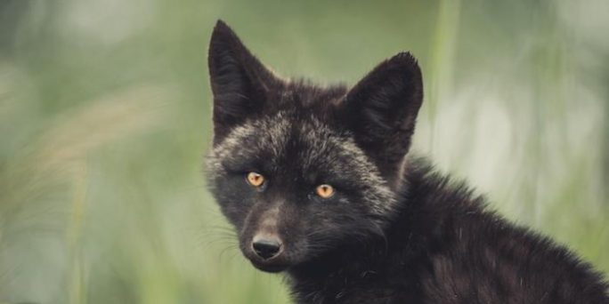 видео, смотреть онлайн, подробности, 2022 :: Видео :: Дни.ру