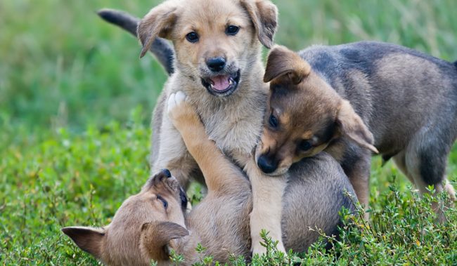 Мобильные кабинеты красоты и здоровья для собак заработали в 29 районах, последние новости :: Мой район :: Дни.ру