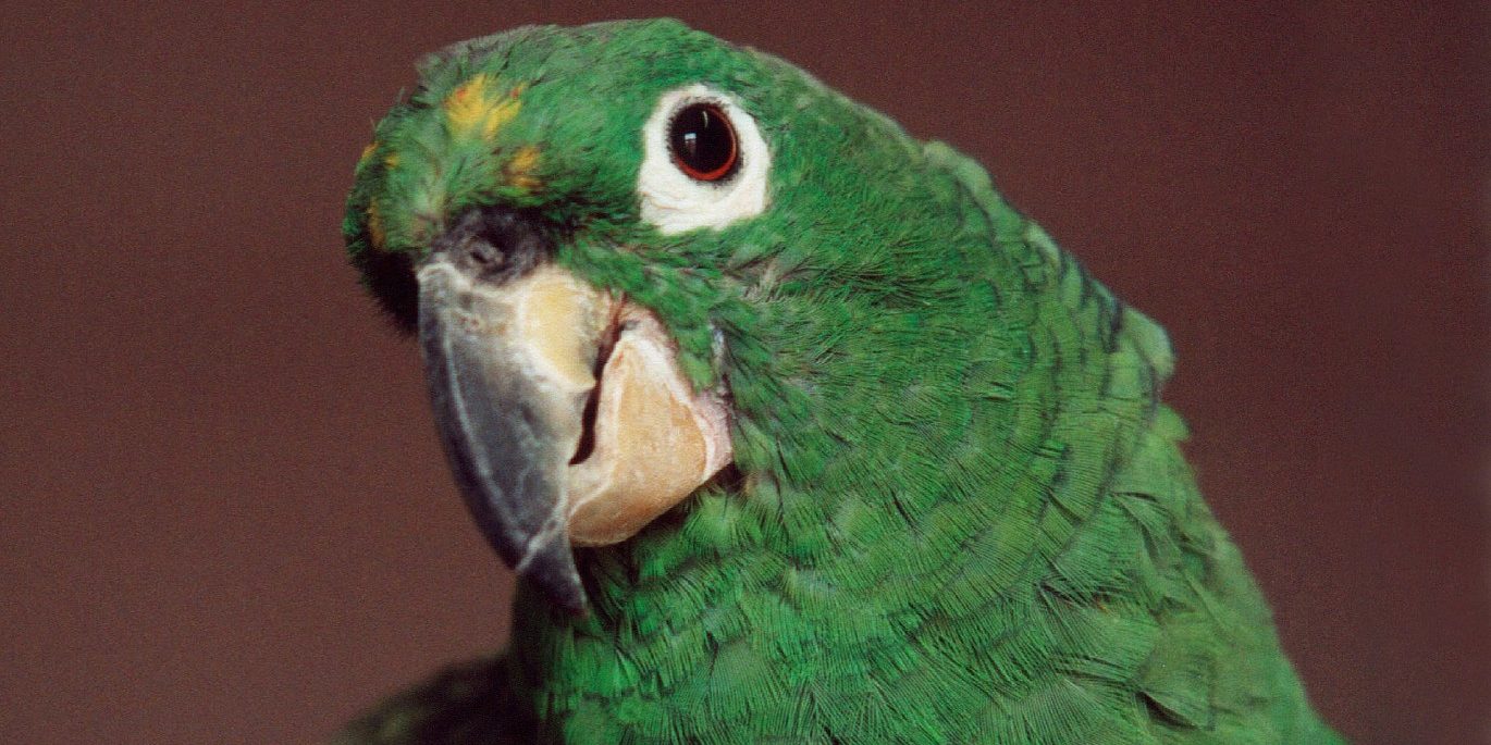 попугай прикрутил себе хвост – подробности, смотреть, видео, юмор :: Видео :: Дни.ру