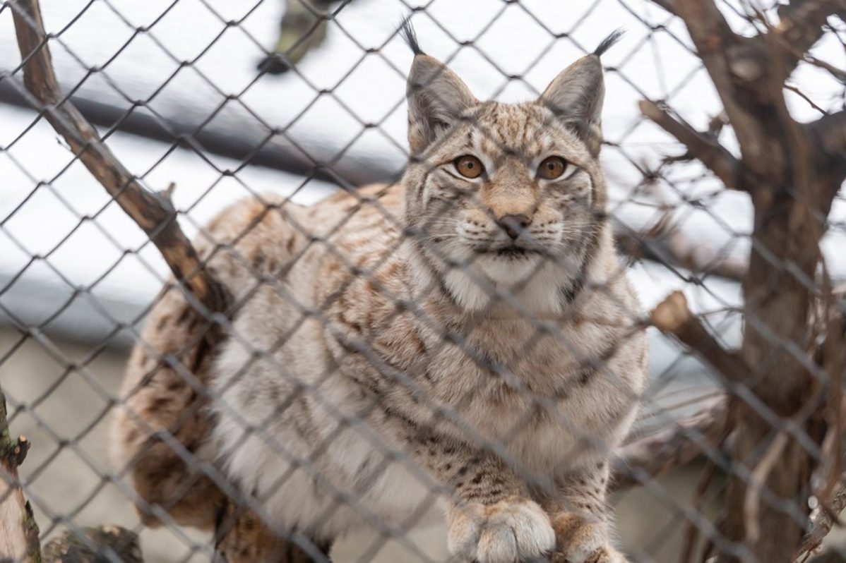 Сотрудники Челябинского зоопарка сняли на видео местного рысенка :: Видео :: Дни.ру