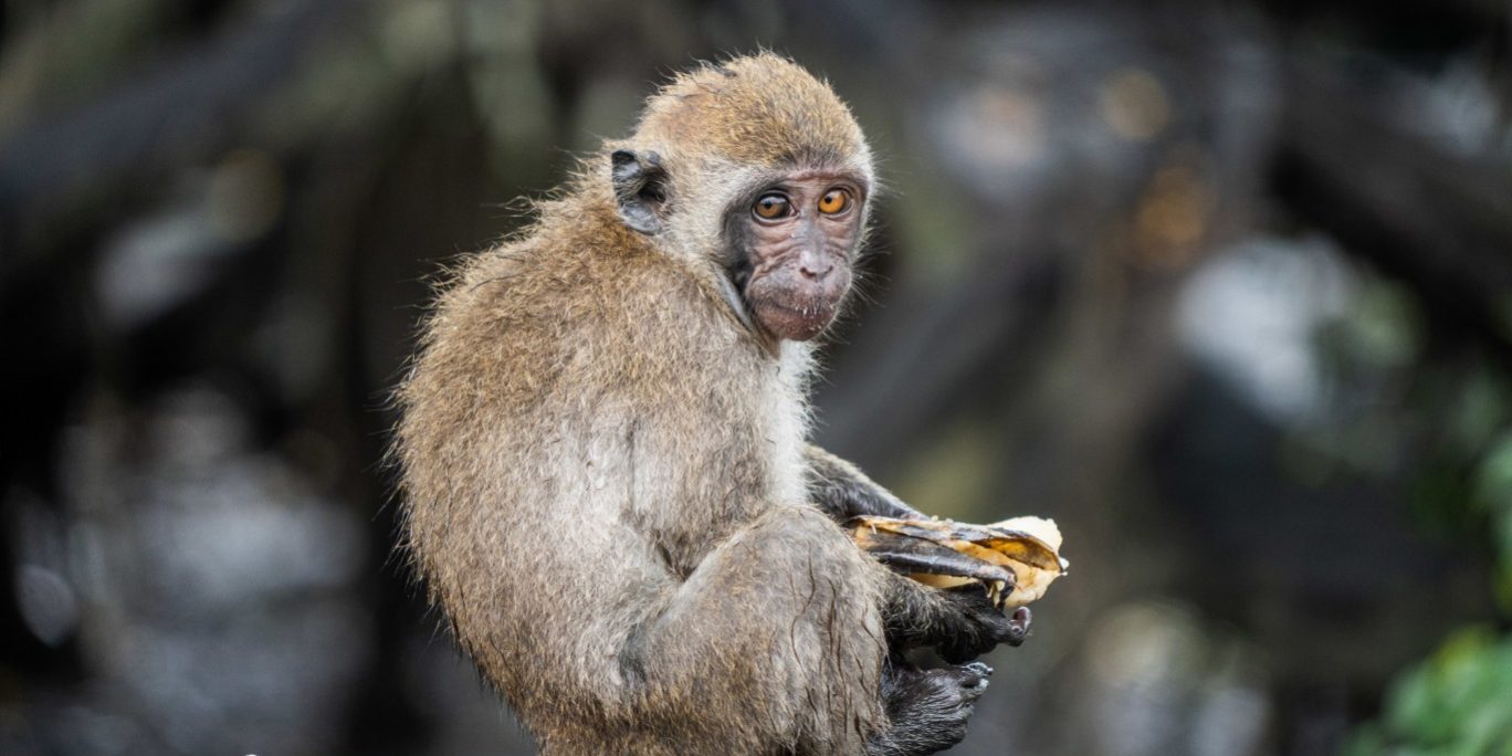 Бизнесмен Пригожин словами Шнурова отреагировал на новость об оспе обезьян в Петербурге :: Происшествия :: Дни.ру