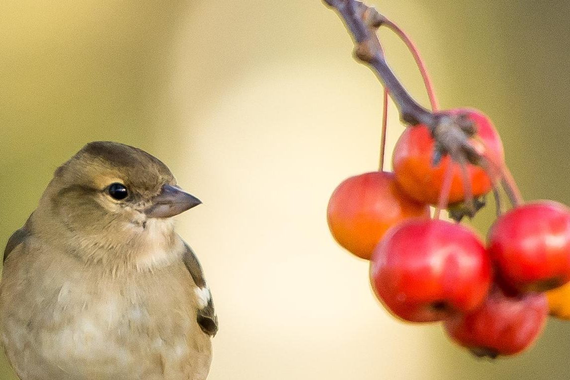 Пошумим: как заставить птиц облетать ваши ягодные кусты — Дом
