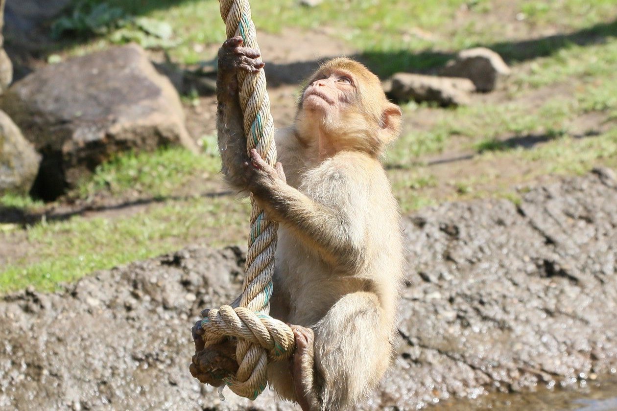 Двухлетняя девочка находится в реанимации после нападения обезьяны в Подмосковье