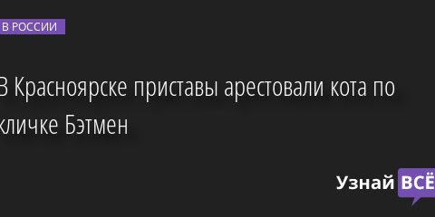 В Красноярске приставы арестовали кота по кличке Бэтмен 01.07.2022 | Новости в России