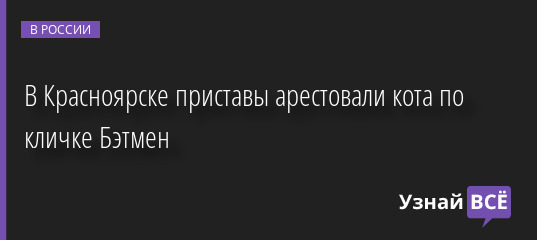 В Красноярске приставы арестовали кота по кличке Бэтмен 01.07.2022 | Новости в России