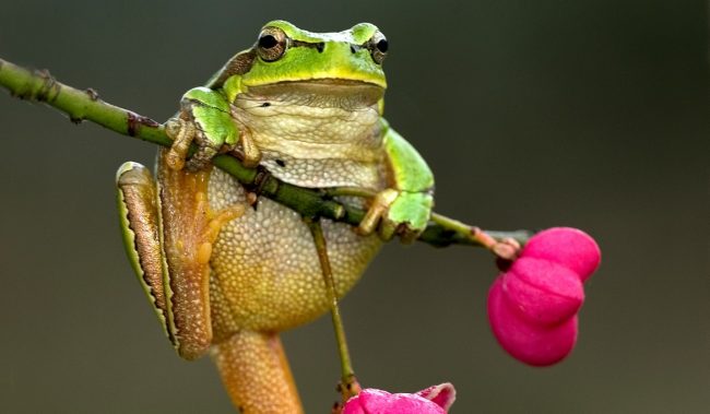 в соцсети набирает популярность модная лягушка, видео, рекомендации :: Видео :: Дни.ру