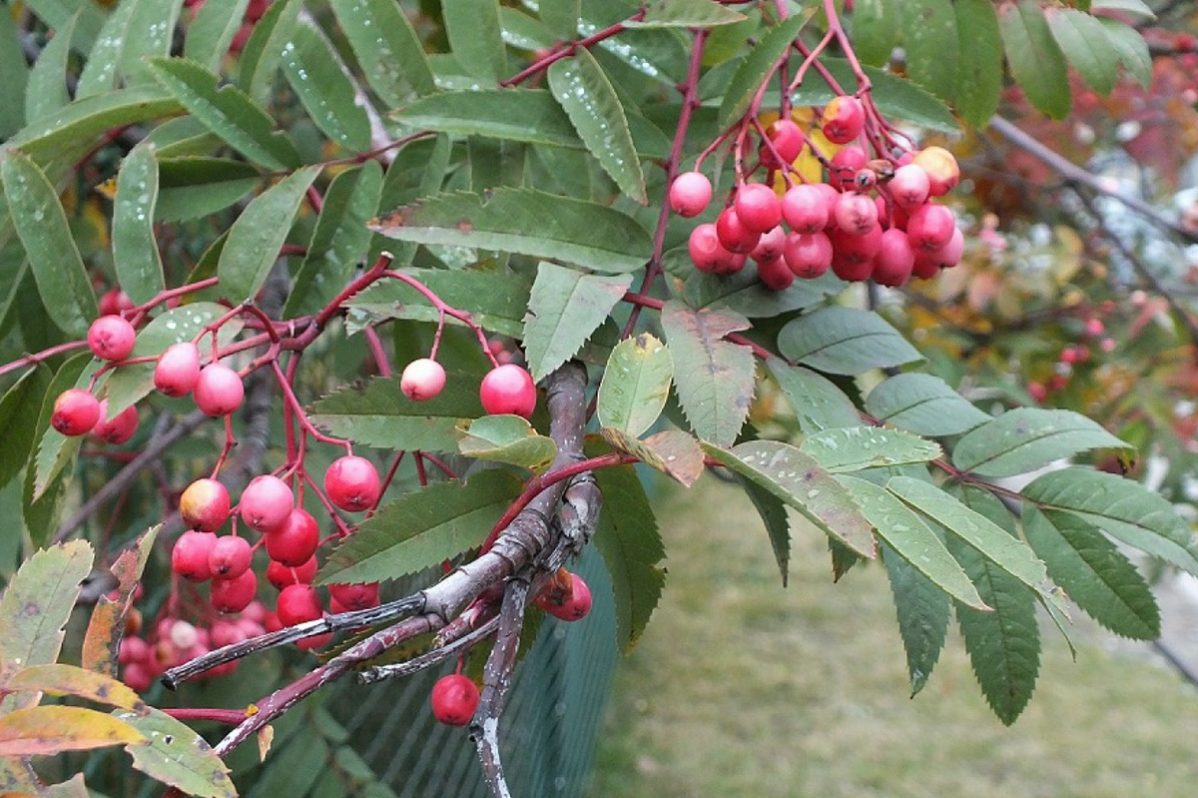 9 сентября 2022 года, лень памяти, история, приметы, традиции, запреты :: Общество :: Дни.ру