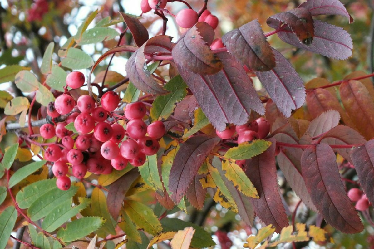 18 сентября, 2022, день пророка Захария и праведной Елисаветы, православные, традиции, приметы :: Общество :: Дни.ру