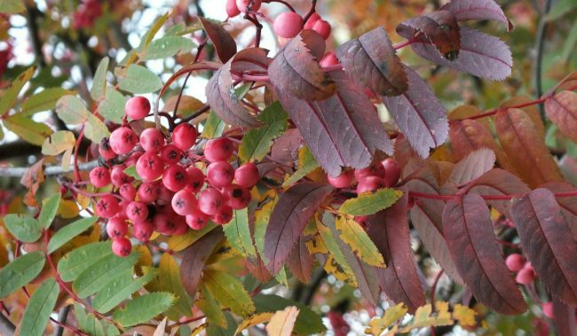 18 сентября, 2022, день пророка Захария и праведной Елисаветы, православные, традиции, приметы :: Общество :: Дни.ру