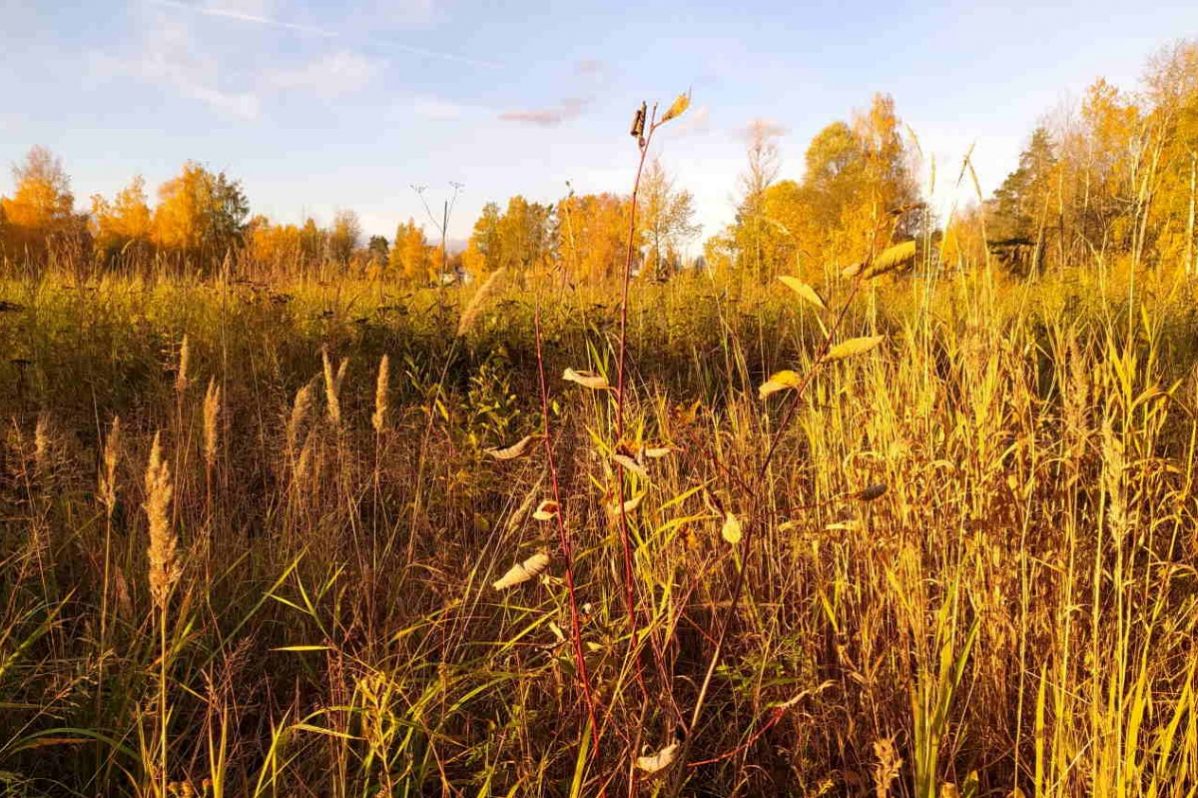 День памяти святой Харитины – православный праздник сегодня, церковный праздник, история, что можно делать 18 октября 2022 года :: Общество :: Дни.ру