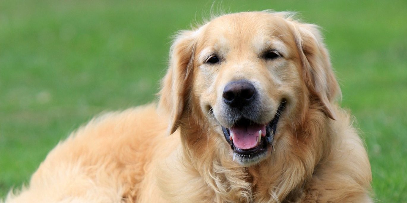 Собака по кличке Блю поет любимому серенады – смотреть видео, ютуб, золотистый ретривер, милые животные, музыка, звезда :: Видео :: Дни.ру