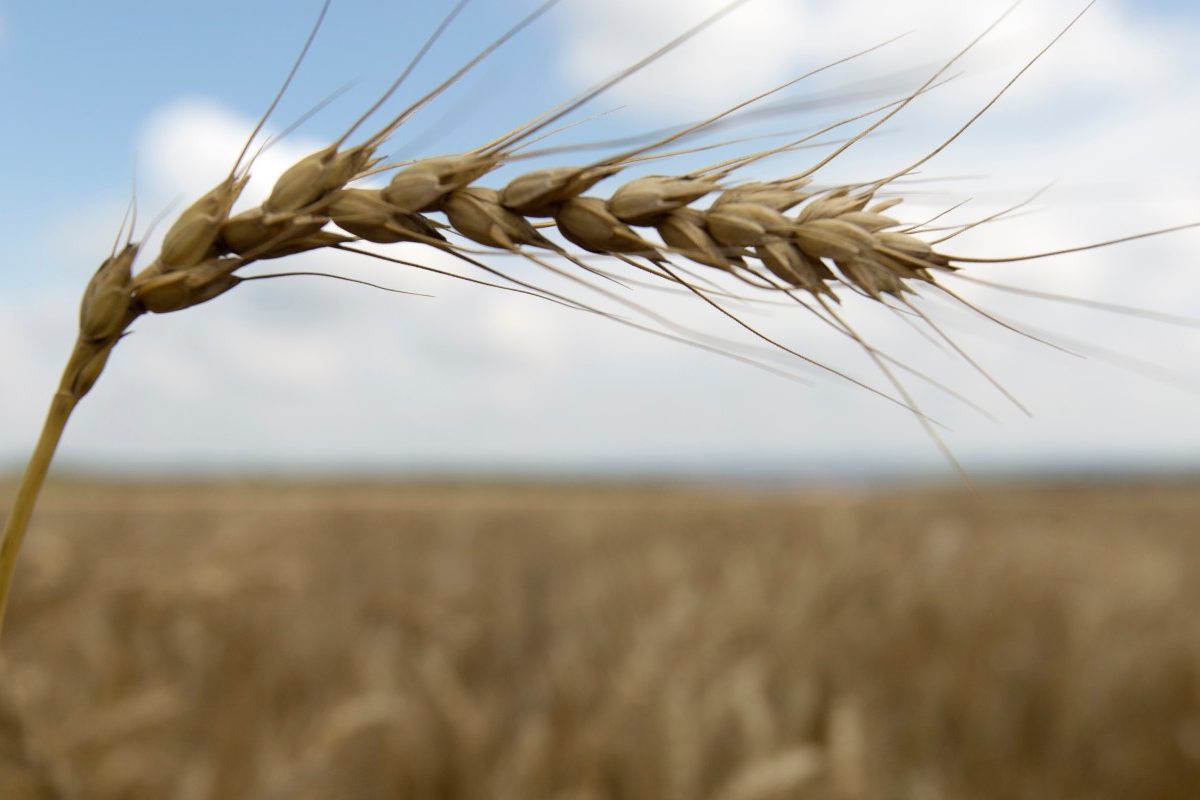 Пригожин прокомментировал слова Патрушева о готовности России помочь странам Африки :: Политика :: Дни.ру