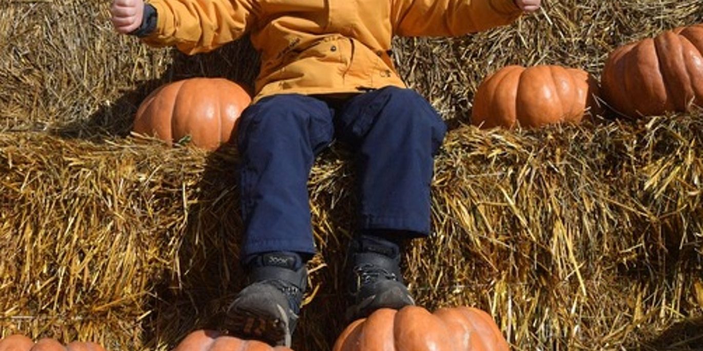 жители Калининграда принесли в зоопарк вкусности, тыква за билет, подробности, видео, последние новости, 2022 :: Видео :: Дни.ру