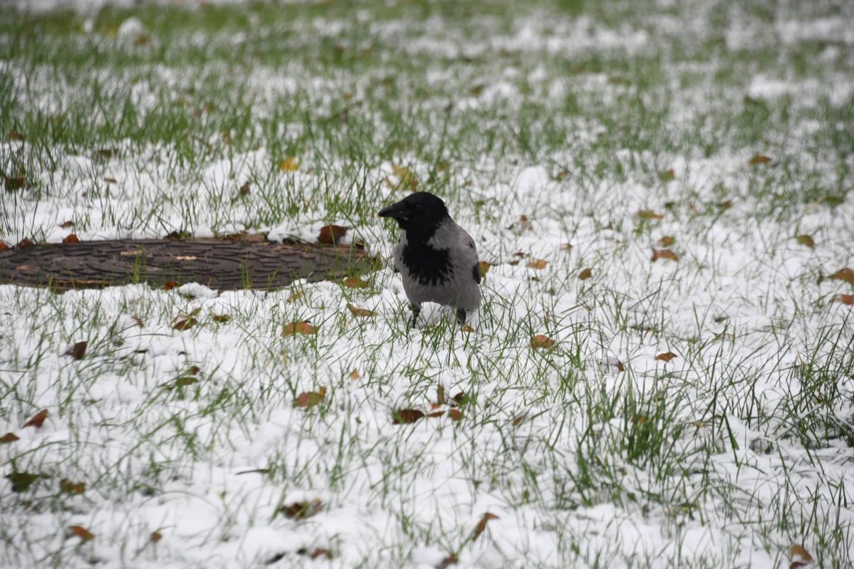 13 ноября 2022 года, никодимов день, Юровая, народный календарь, приметы, традиции, 2022 :: Общество :: Дни.ру