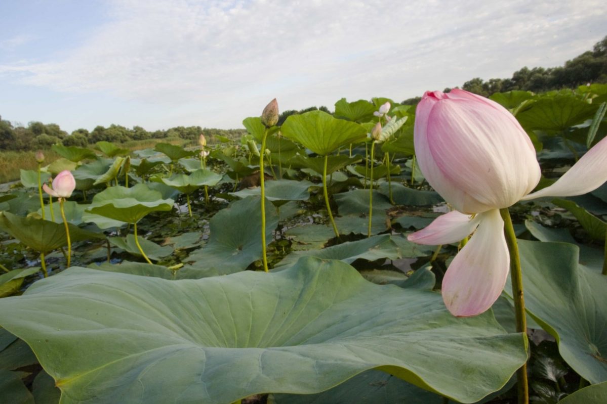 : Автор Перукуа :: Дни.ру
