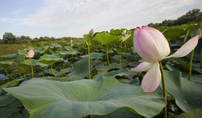 : Автор Перукуа :: Дни.ру