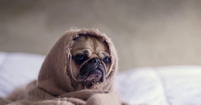 Фобии, которые часто приводят к смерти — Психология