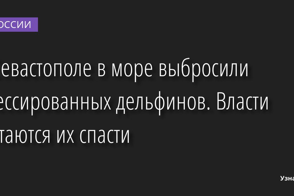 В Севастополе в море выбросили дрессированных дельфинов. Власти пытаются их спасти 03.11.2022 | Новости в России