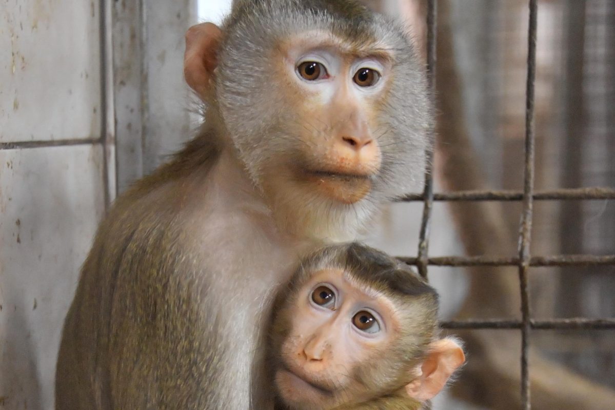 подробности, смешные животные, чип, нейралинк, 2022 :: Видео :: Дни.ру