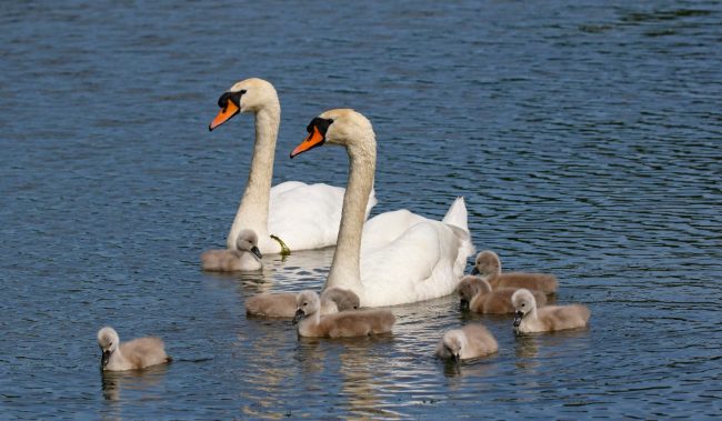 5 примеров семейного счастья – фото, новости, подробности, животные, однолюбы :: Lifestyle :: Дни.ру