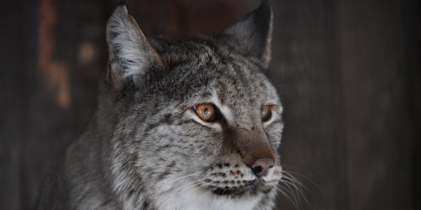 В Тюмени сняли на видео дикую рысь :: Видео :: Дни.ру